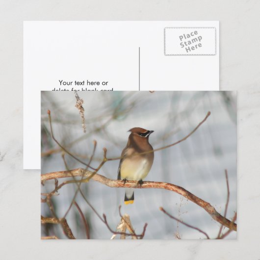 Winter Waxwing Wildlife Nature Photo Personalized Briefkaart (Voorkant / Achterkant)