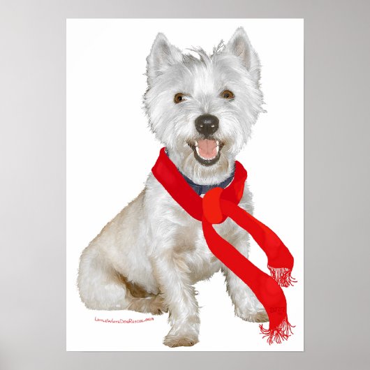 Winter Westie in een rode sjaal Poster (Voorkant)