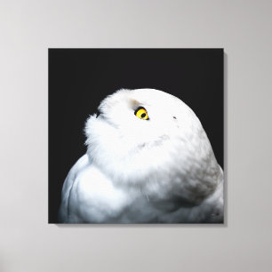 Winter White Snowy Owl Canvas Afdruk