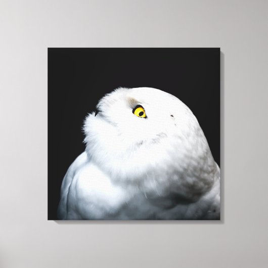 Winter White Snowy Owl Canvas Afdruk (Voorkant)