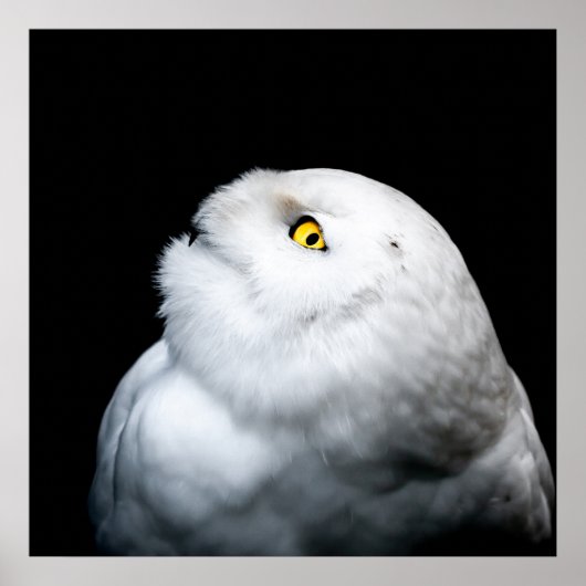 Winter White Snowy Owl Poster (Voorkant)