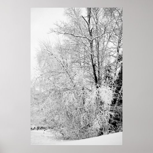 Winter Whites Poster (Voorkant)