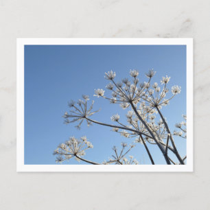 Winter Wildbloemen Briefkaart