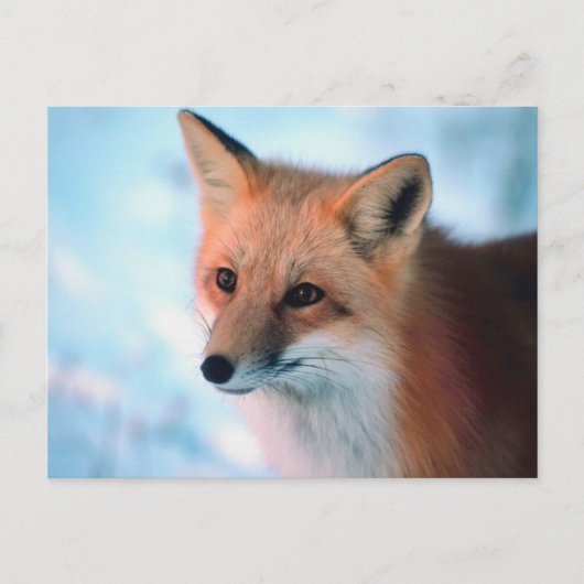 Winter Wildlife Briefkaart (Voorkant)