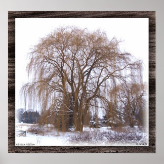 Winter Willow- Matted Poster