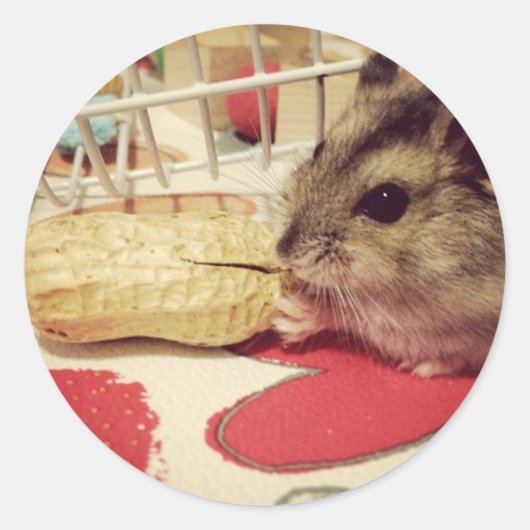 Winter Witte Hamster Eten van een Pinda Sticker Sh (Voorkant)
