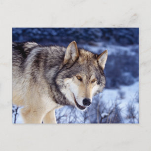 Winter Wolf 2 Briefkaart