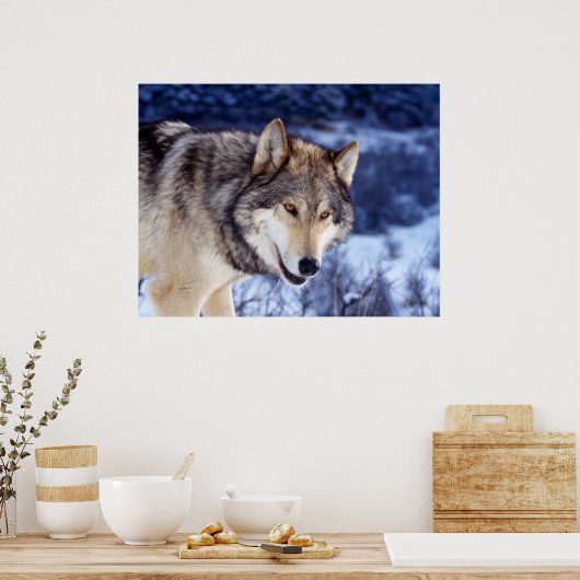 Winter Wolf 2 Poster (Keuken)