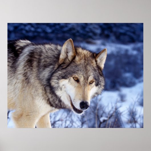 Winter Wolf 2 Poster (Voorkant)