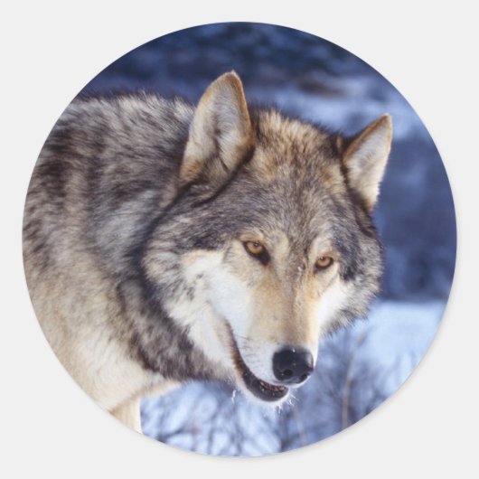 Winter Wolf 2 Ronde Sticker (Voorkant)