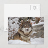 Winter Wolf Briefkaart (Voorkant / Achterkant)