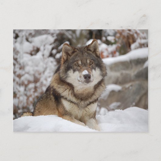 Winter Wolf Briefkaart (Voorkant)