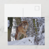  Winter Wolf Briefkaart (Voorkant / Achterkant)
