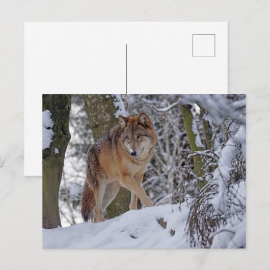  Winter Wolf Briefkaart (Voorkant / Achterkant)