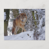  Winter Wolf Briefkaart (Voorkant)