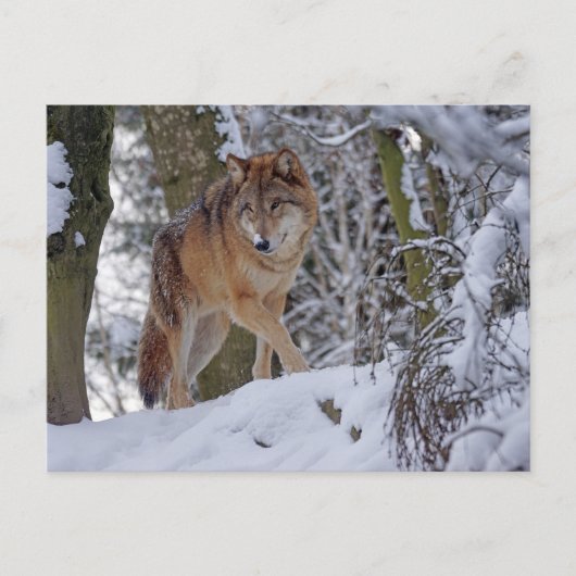  Winter Wolf Briefkaart (Voorkant)