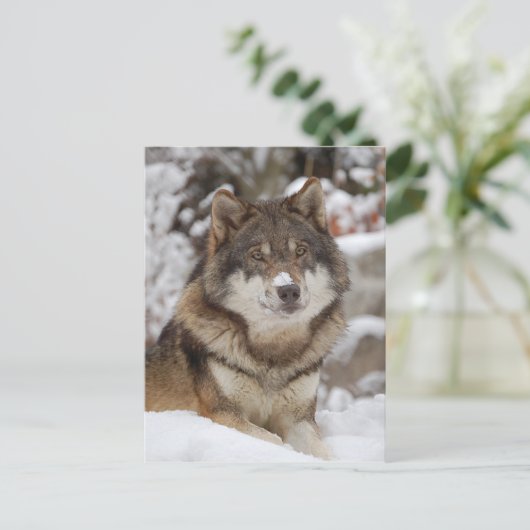 Winter Wolf Briefkaart (Staand voorkant)