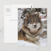 Winter Wolf Briefkaart (Voorkant / Achterkant)