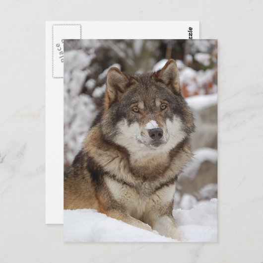 Winter Wolf Briefkaart (Voorkant / Achterkant)