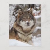 Winter Wolf Briefkaart (Voorkant)
