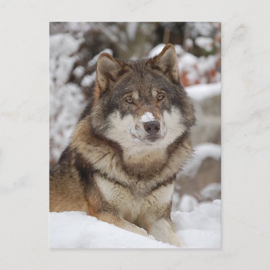 Winter Wolf Briefkaart (Voorkant)