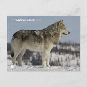 Winter - Wolf Briefkaart