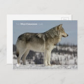 Winter - Wolf Briefkaart (Voorkant / Achterkant)