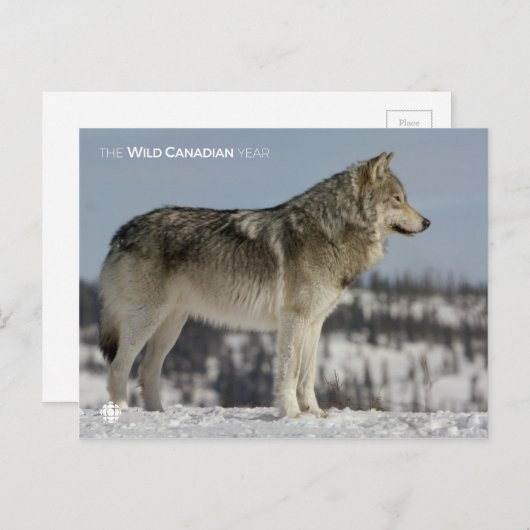 Winter - Wolf Briefkaart (Voorkant / Achterkant)