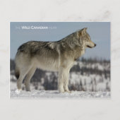 Winter - Wolf Briefkaart (Voorkant)
