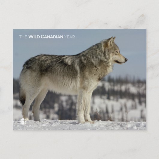 Winter - Wolf Briefkaart (Voorkant)