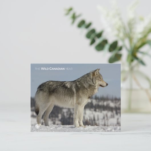 Winter - Wolf Briefkaart (Staand voorkant)