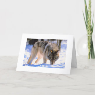 Winter Wolf Kerstmis Snow Holiday Feestdagen Kaart