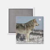 Winter - Wolf Magneet (Voorkant / Achterkant)