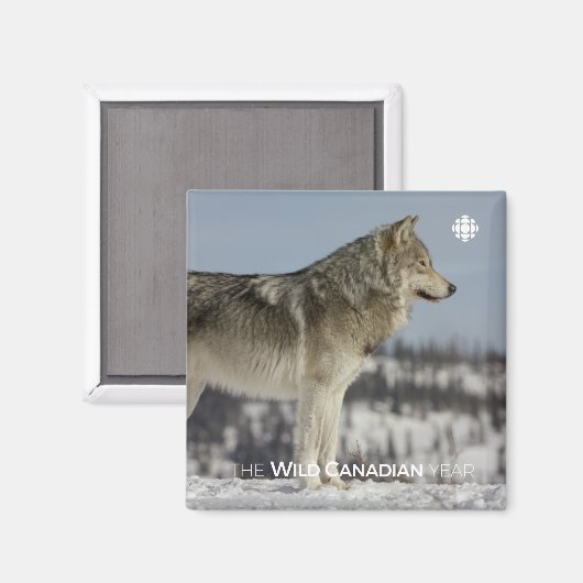 Winter - Wolf Magneet (Voorkant / Achterkant)