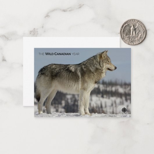Winter - Wolf Notitiekaartje (Voorkant / Achterkant in situ)