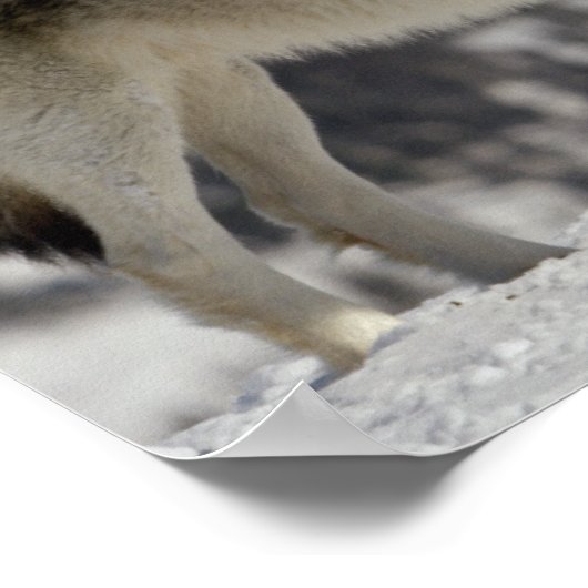 Winter - Wolf Poster (Hoek)