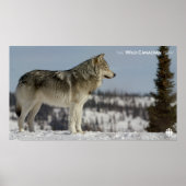 Winter - Wolf Poster (Voorkant)