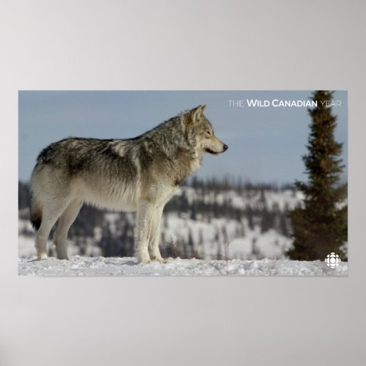 Winter - Wolf Poster (Voorkant)