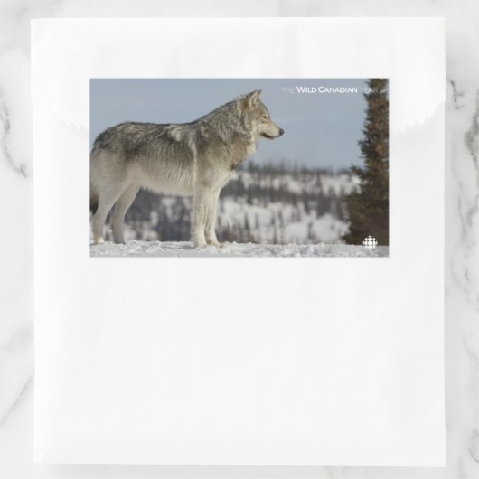 Winter - Wolf Rechthoekige Sticker (Tas)