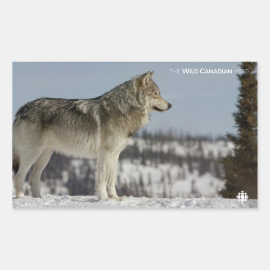 Winter - Wolf Rechthoekige Sticker (Voorkant)