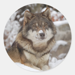 Winter Wolf Ronde Sticker