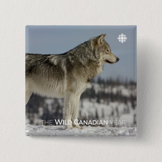 Winter - Wolf Vierkante Button 5,1 Cm (Voorkant)