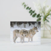 Winter Wolves Snow Xmas Holiday Kerstmis Feestdagenkaart (Staand voorkant)