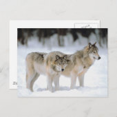 Winter Wolves Snow Xmas Holiday Kerstmis Feestdagenkaart (Voorkant / Achterkant)