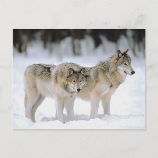 Winter Wolves Snow Xmas Holiday Kerstmis Feestdagenkaart (Voorkant)