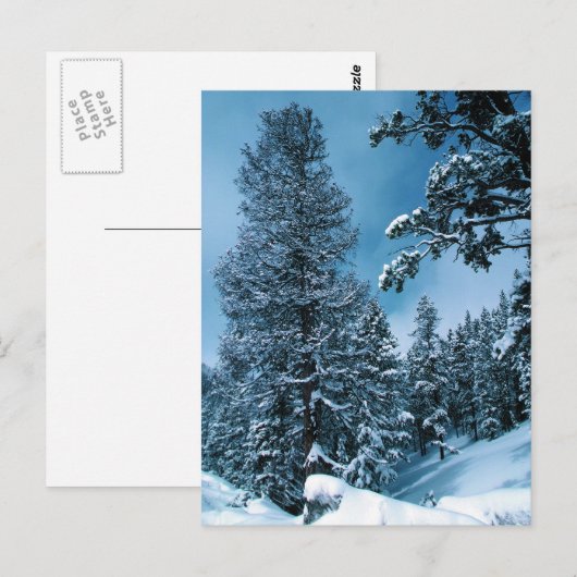 Winter Wonderland Briefkaart (Voorkant / Achterkant)