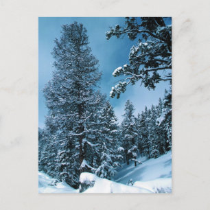 Winter Wonderland Briefkaart