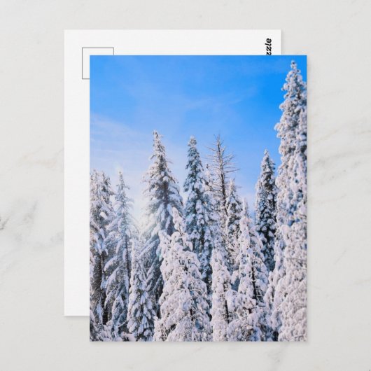 Winter Wonderland Pine Trees in sneeuw Briefkaart (Voorkant / Achterkant)