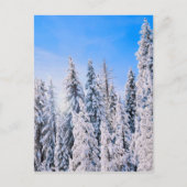 Winter Wonderland Pine Trees in sneeuw Briefkaart (Voorkant)