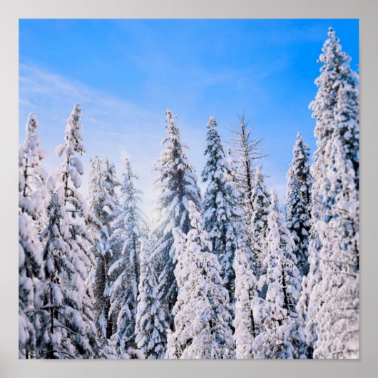 Winter Wonderland Pine Trees in sneeuw Poster (Voorkant)